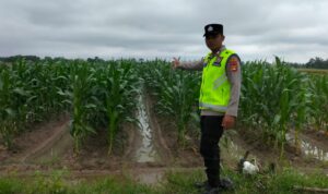 Personel Polsek Buay Madang Timur (BMT) melaksanakan giat monitoring tanaman ketahanan pangan, serta melaksanakan pembinaan dan pendampingan.