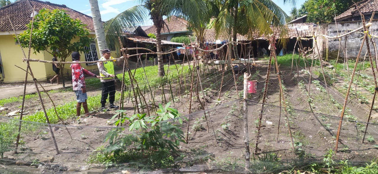 Personel Polsek Buay Madang Timur (BMT) melaksanakan monitoring ketahanan pangan.