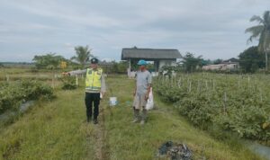 Monitoring tanaman ketahanan pangan.