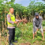Personel Polsek Buay Madang Timur (BMT), Bripka Nur Holik dukung ketahanan pangan Ubi Pohon di masyarakat. 