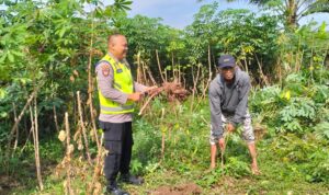 Personel Polsek Buay Madang Timur (BMT), Bripka Nur Holik dukung ketahanan pangan Ubi Pohon di masyarakat. 