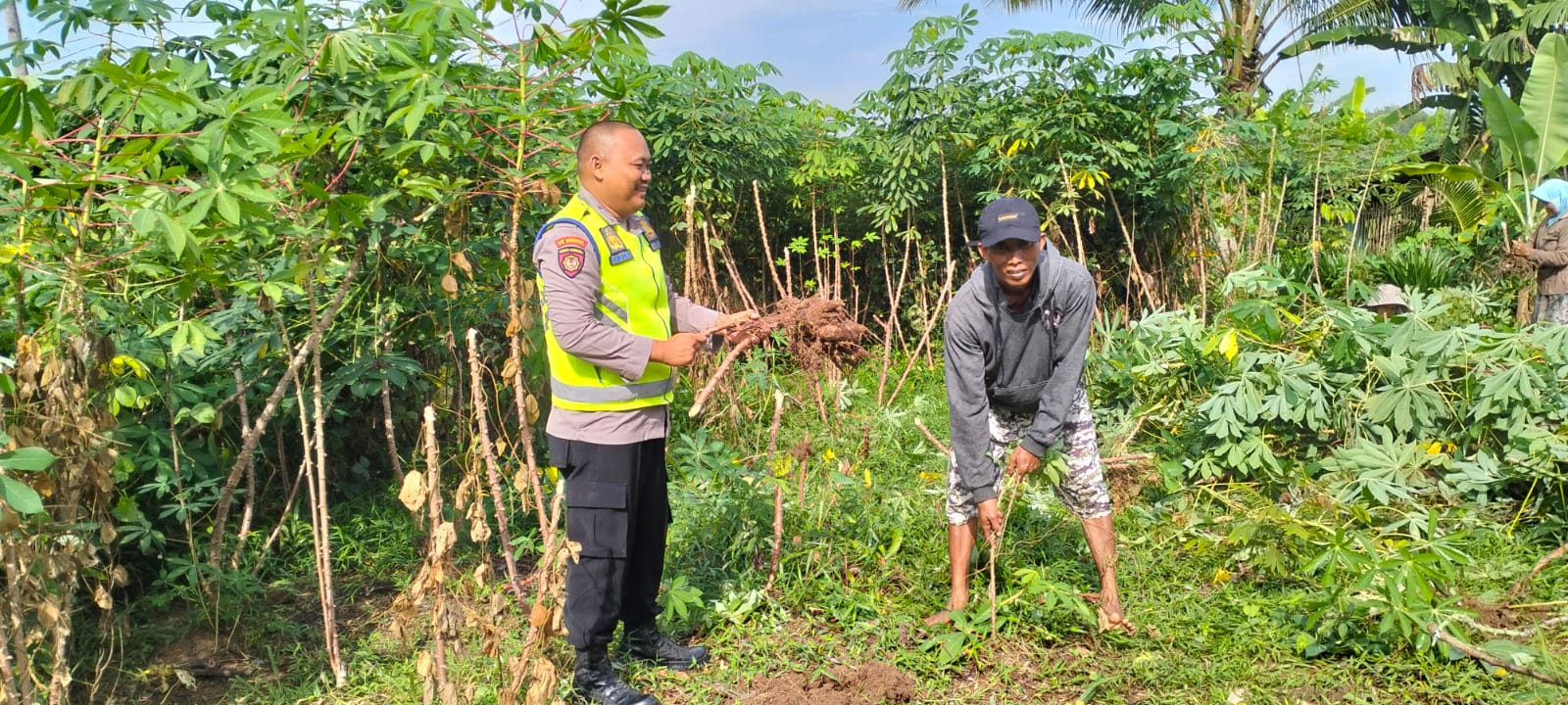 Personel Polsek Buay Madang Timur (BMT), Bripka Nur Holik dukung ketahanan pangan Ubi Pohon di masyarakat. 