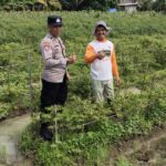 Personel Polsek Buay Madang Timur (BMT) kunjungi kebun terong milik warga.
