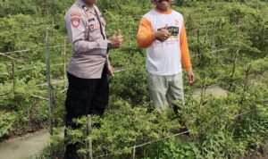Personel Polsek Buay Madang Timur (BMT) kunjungi kebun terong milik warga.