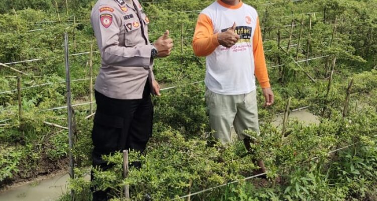 Personel Polsek Buay Madang Timur (BMT) kunjungi kebun terong milik warga.