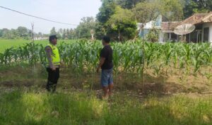 Personel Polsek Buay Madang Timur (BMT) Bripka Nur Holik laksanakan giat silaturahmi dengan warga pemilik tanaman jagung. 