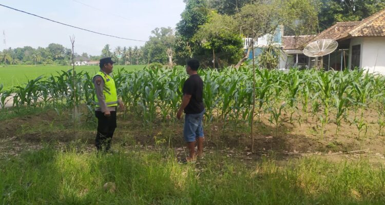 Personel Polsek Buay Madang Timur (BMT) Bripka Nur Holik laksanakan giat silaturahmi dengan warga pemilik tanaman jagung. 