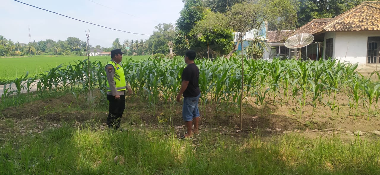 Personel Polsek Buay Madang Timur (BMT) Bripka Nur Holik laksanakan giat silaturahmi dengan warga pemilik tanaman jagung. 