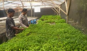 Personel Polsek Buay Madang Timur (BMT) Aipda Adi Suryadi, laksanakan giat silaturahmi dengan warga pemilik bibit tanaman cabe. 