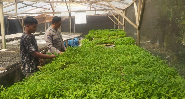 Personel Polsek Buay Madang Timur (BMT) Aipda Adi Suryadi, laksanakan giat silaturahmi dengan warga pemilik bibit tanaman cabe. 