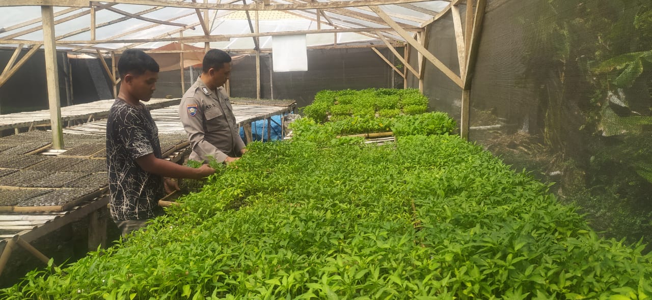 Personel Polsek Buay Madang Timur (BMT) Aipda Adi Suryadi, laksanakan giat silaturahmi dengan warga pemilik bibit tanaman cabe. 