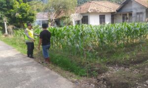 Personel Polsek Buay Madang Timur melaksanakan monitoring ketahanan pangan tanaman jagung.