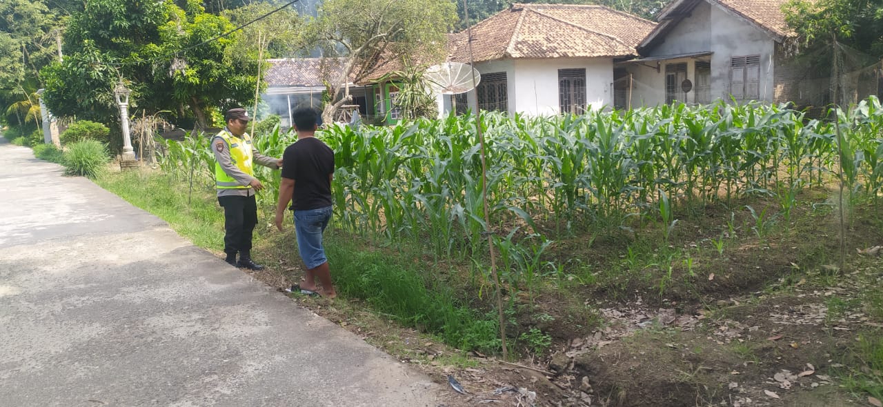 Personel Polsek Buay Madang Timur melaksanakan monitoring ketahanan pangan tanaman jagung.