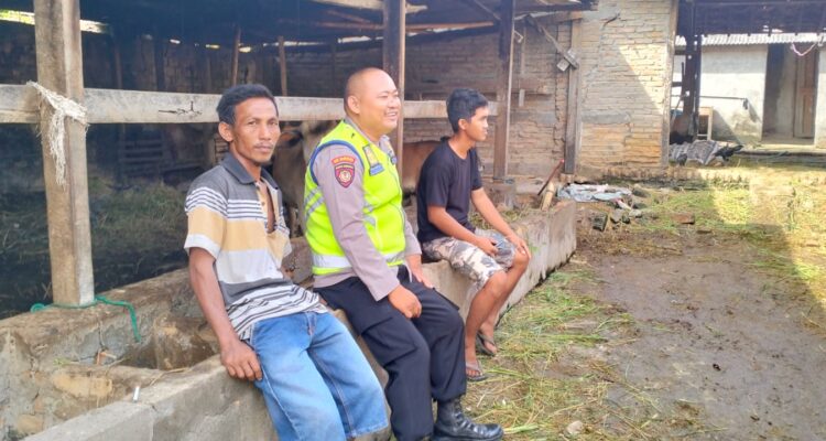 Bhabinkamtibmas Polsek Buay Madang Timur (BMT) Bripka Nur Holik sambangi warga pemilik Ternak Sapi. 