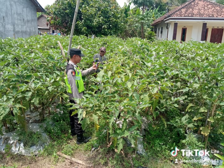 Personel Polsek Buay Madang Timur (BMT) melaksanakan monitoring ketahanan pangan.