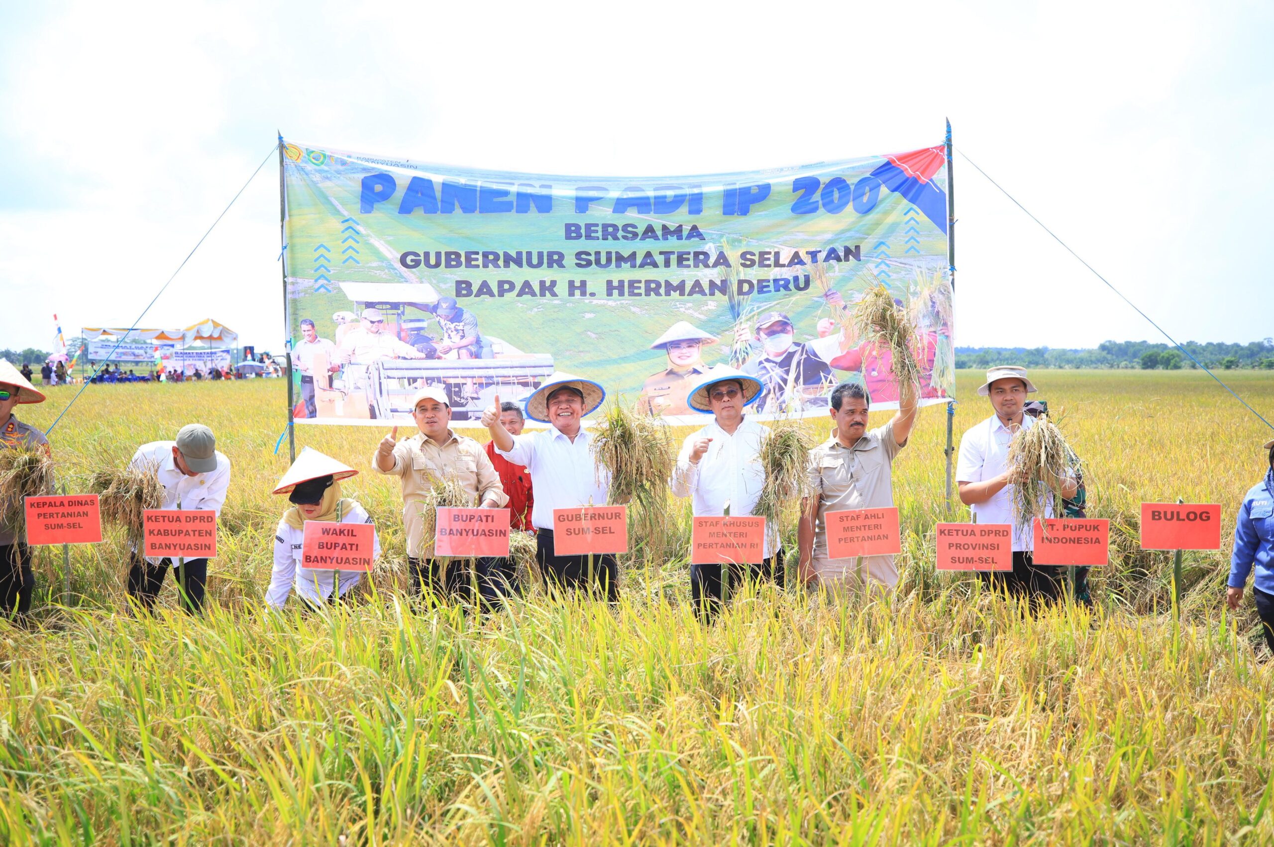 Gubernur Herman Deru Panen Raya Padi IP 200 di Banyuasin: Bukti Konsistensi Petani dan Dukungan Pemprov Sumsel