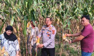 Kapolsek BMT Iptu Swisspo,S.H.M.H bersama Kades Gumuk Rejo cek Lahan jagung yang siap panen. 