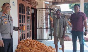 Kapolsek Buay Madang Timur (BMT) IPTU Swisspo cek hasil pertanian tanaman jagung.