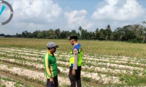 Personel Buat Madang Timur (BMT) melaksanakan monitoring ketahanan pangan, dan sambang silaturahmi dengan petani.