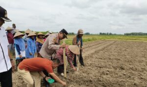 Kapolsek BMT IPTU Swisspo melaksanakan penanaman jagung bersama masyarakat di desa binaan.