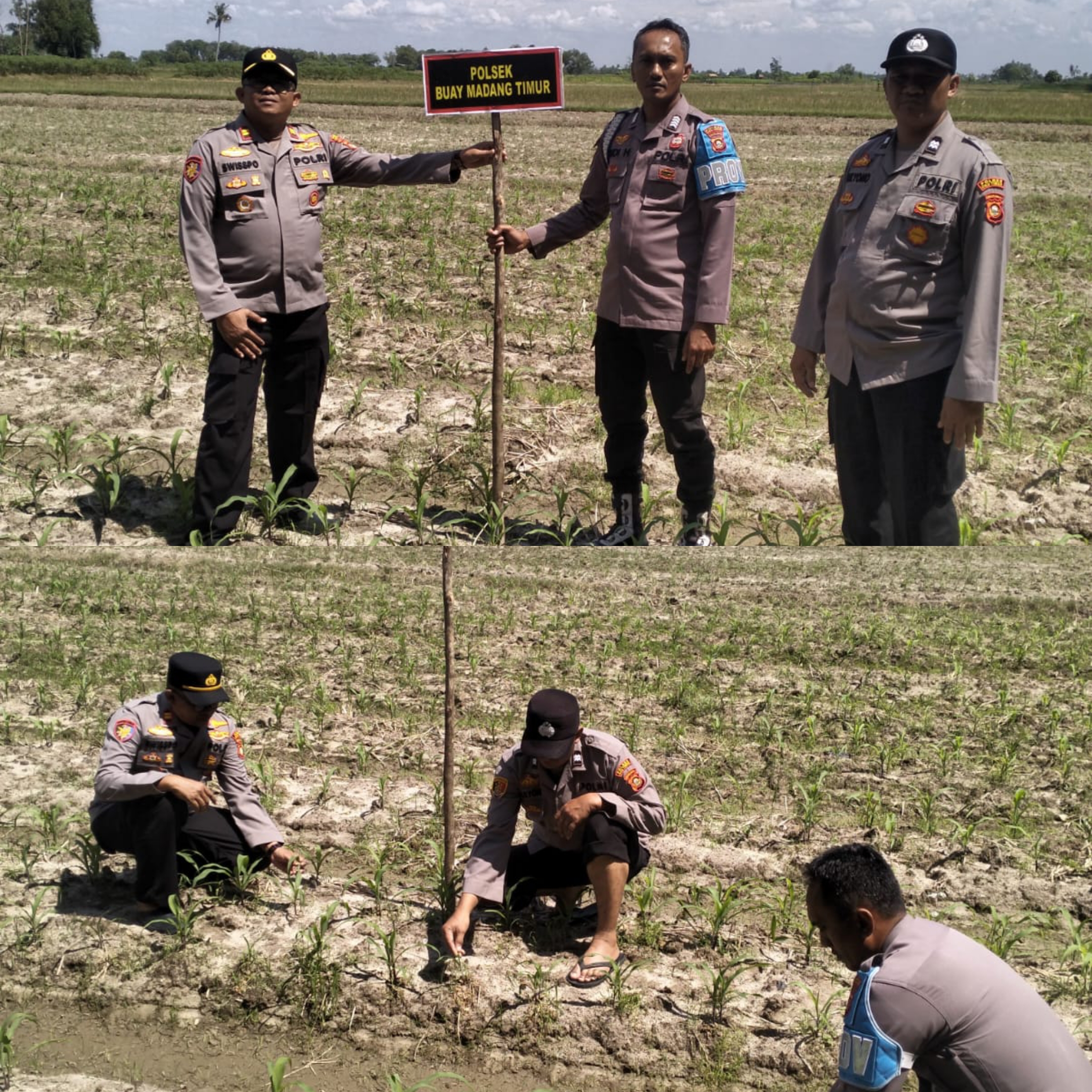 Pengecekan tanaman jagung di lahan milik Polsek BMT.