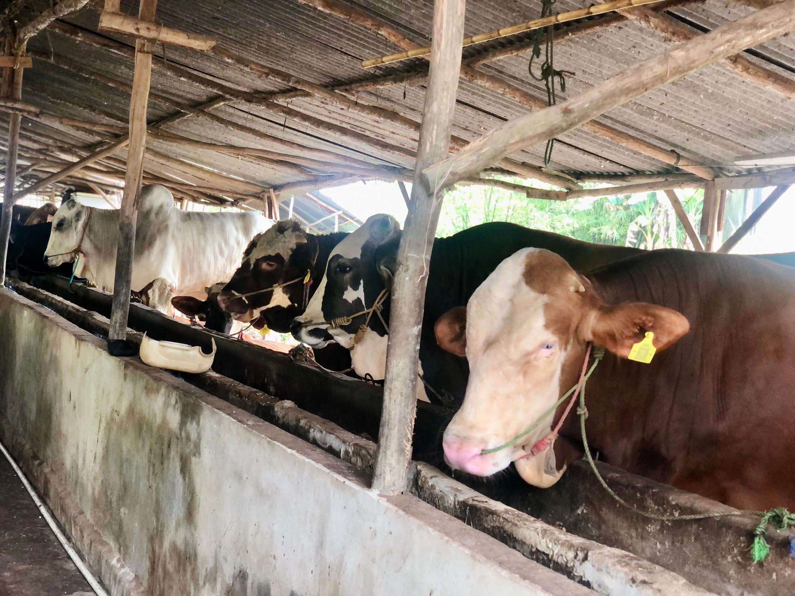 Dorong Pembangunan Peternakan Mandiri, Sumsel Tekan ketergantungan APBD-APBN