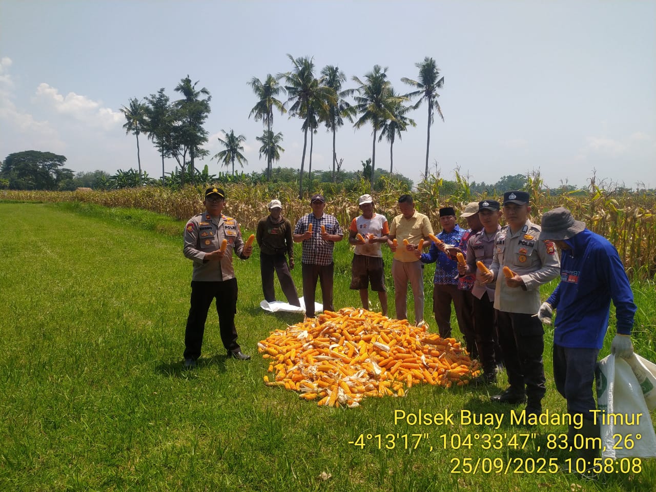 Polsek BMT bersama petani melakukan panen jagung.