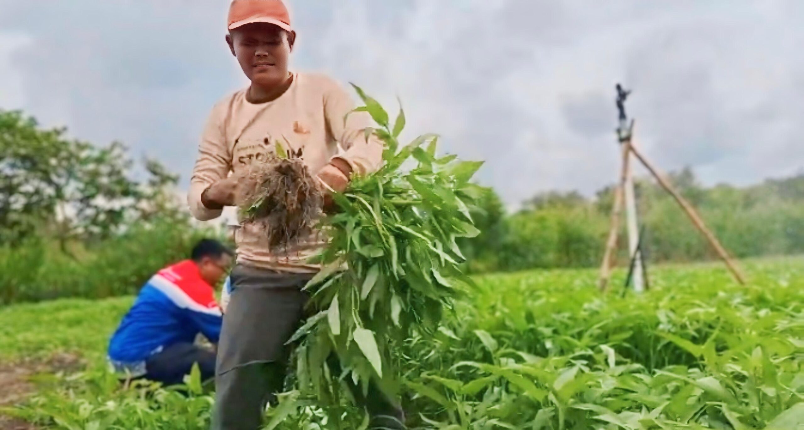 Dari Sawah Kering Jadi Desa Mandiri: Cerita Transformasi Pulau Semambu Bersama Pertamina