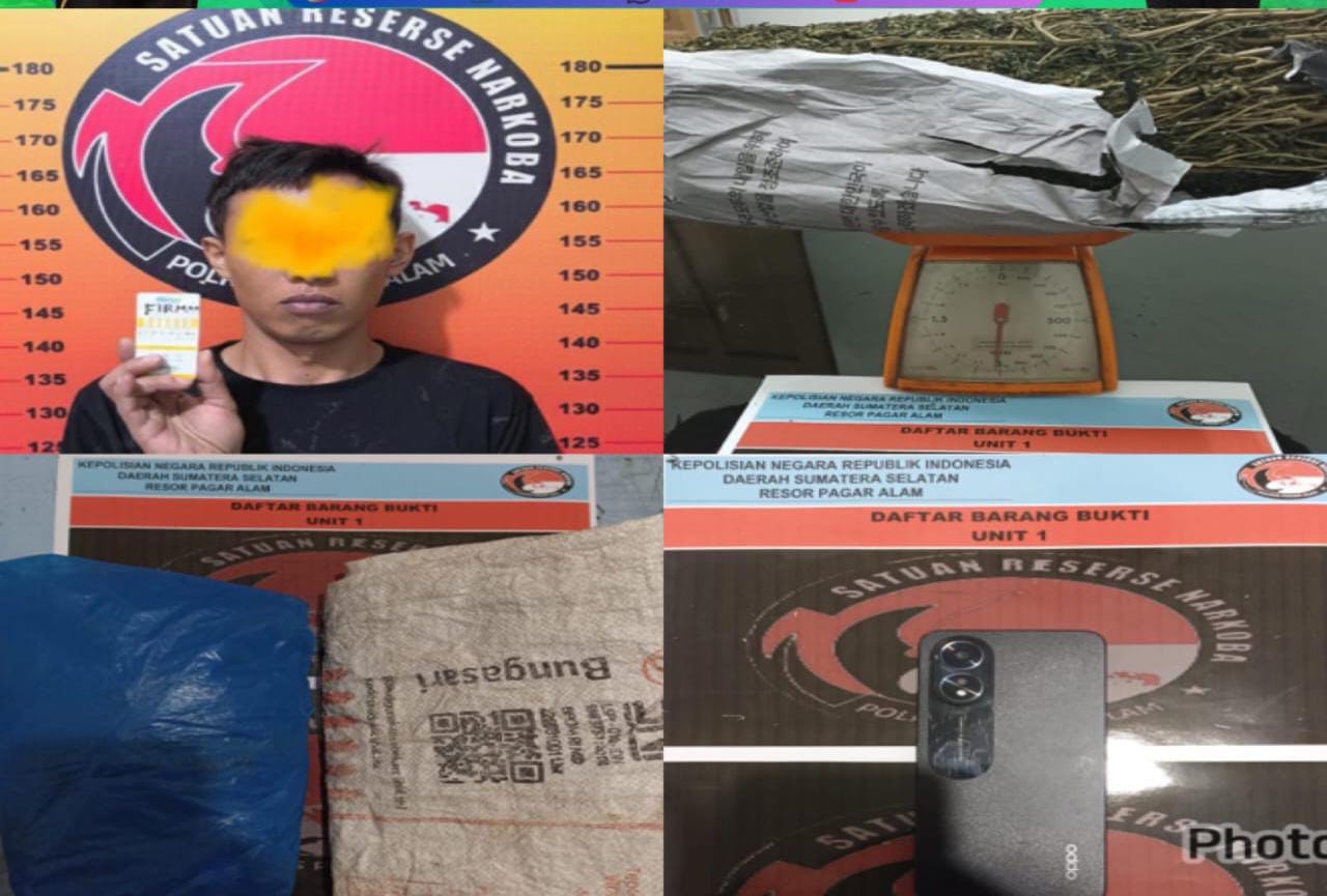 Pria di Pagar Alam Terciduk Simpan 1 Kilogram Ganja Kering di Plafon Kontrakan