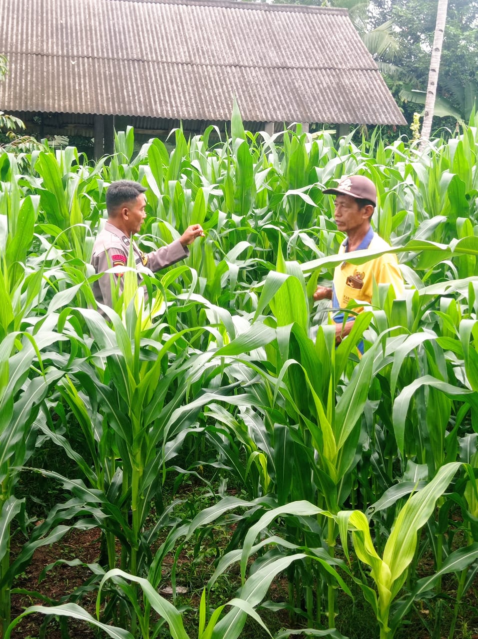 Personel Polsek Buay Madang Timur melaksanakan pengecekan tanaman jagung program 1 desa 1 hektar lahan.