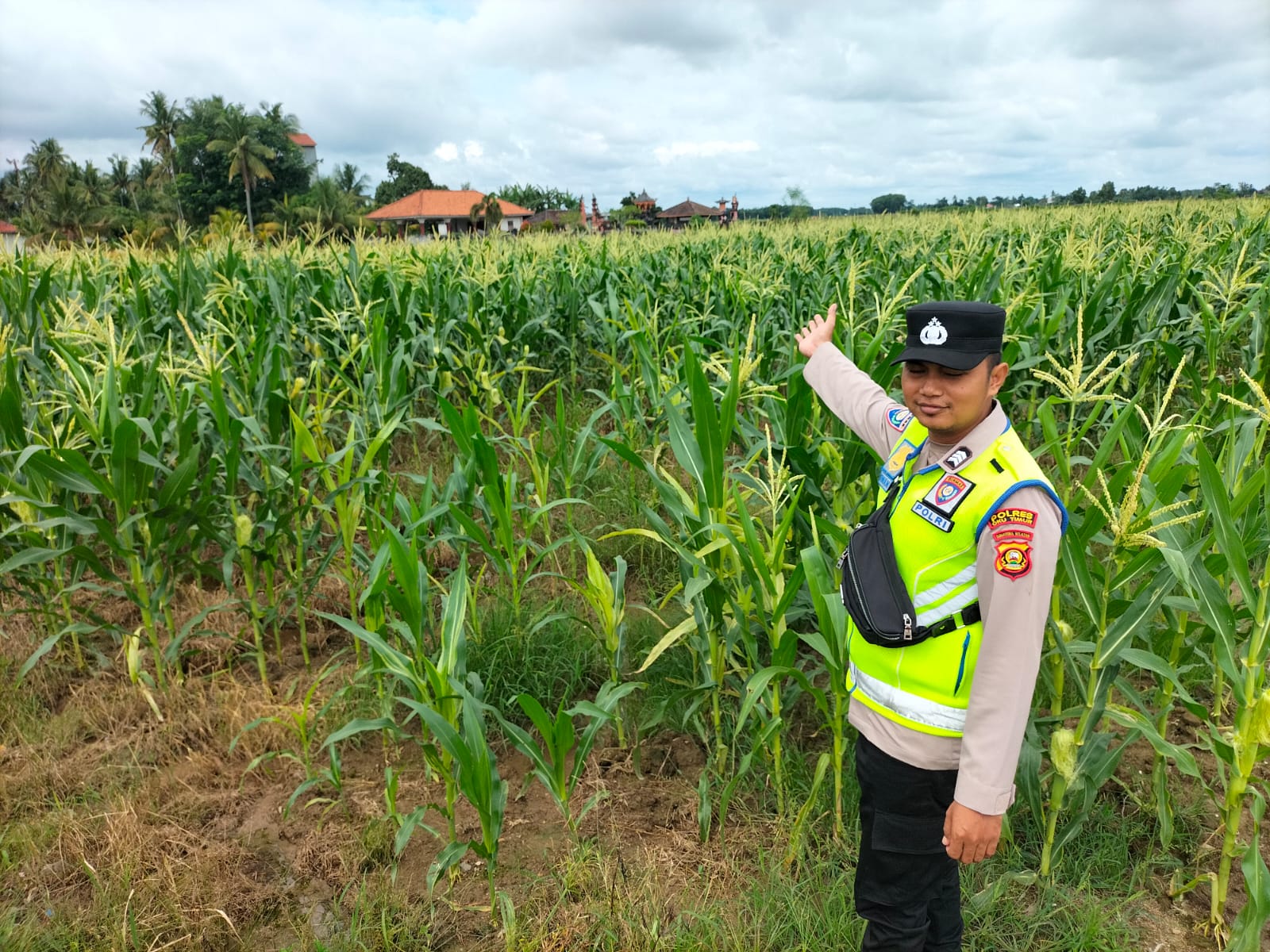 Bhabinkamtibmas Desa Metro Rejo Polsek Buay Madang Timur Brigadir Iswanto melaksanakan pengecekan tanaman jagung.