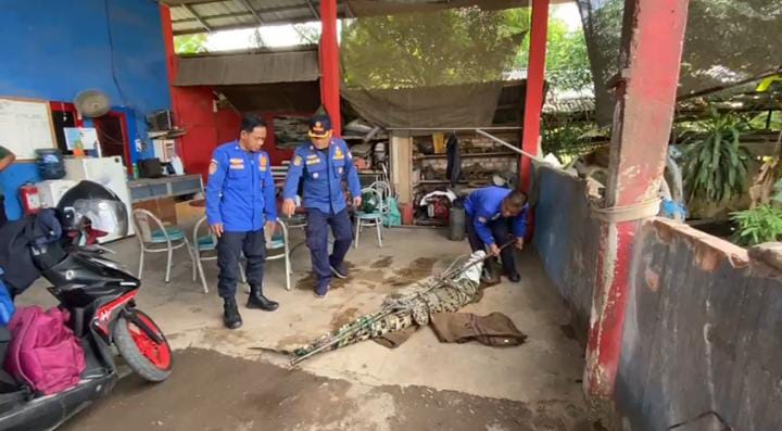 Damkar Banyuasin Tangkap Buaya Muara di Area Pabrik Indofood