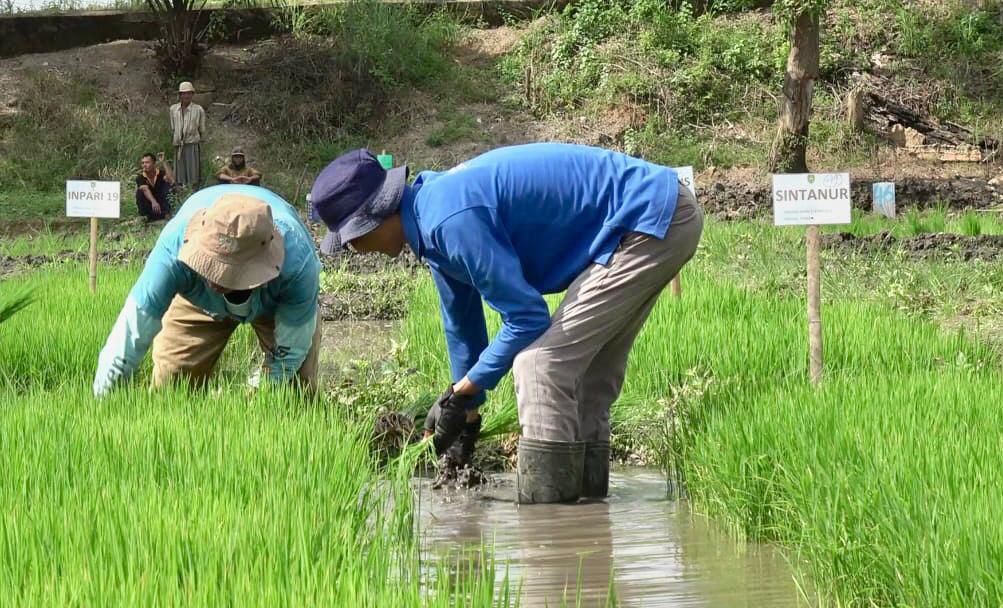 Targetkan Serapan 172 Ribu Ton Beras, Bulog Sumsel Babel Optimistis Dongkrak Pengadaan Tahun 2026