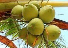 Hilirisasi Komoditas Unggulan, Sumsel Inisiasi Pembangunan Pabrik Bioavtur di Banyuasin