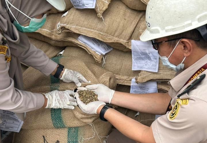 Kopi Pagaralam Masuk Sydney, Karantina Sumsel Pastikan Bebas Hama Trogoderma spp
