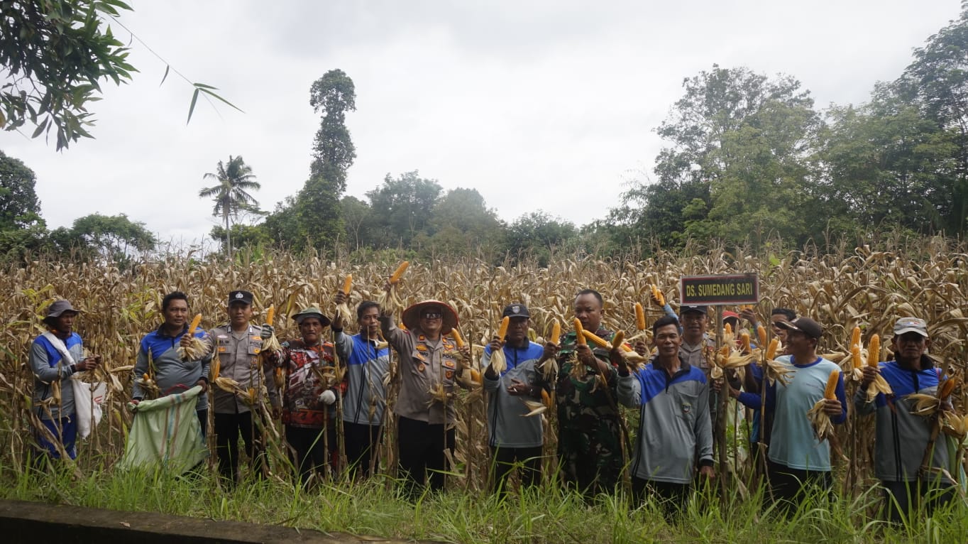Panen Jagung Kuartal I 2026, Wujud Polsek BMT Hadir Mendampingi dan Meningkatkan Produktivitas Pertanian Masyarakat