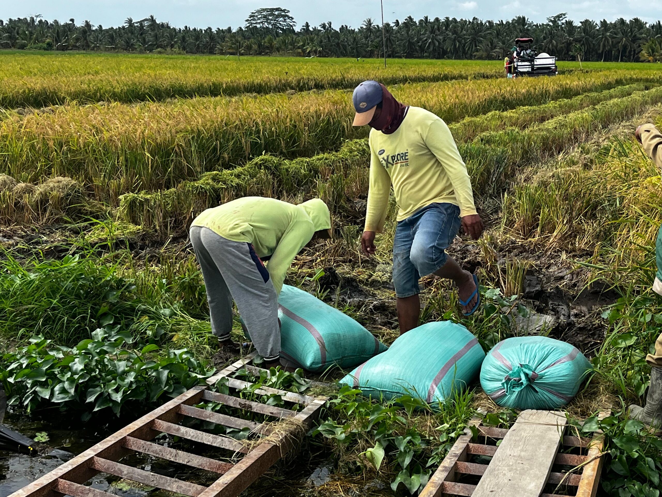 Produksi Gabah Lalan Diproyeksi Melonjak, Bulog Sumsel Babel Siapkan Gudang Tambahan