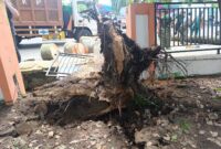 Pohon tumbang di sekitar kantor Camat  Ilir Timur I Palembang.