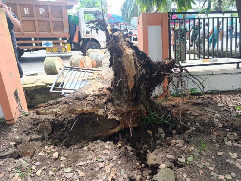 Pohon tumbang di sekitar kantor Camat  Ilir Timur I Palembang.