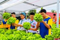 Siswa SMK PGRI 2 Palembang memanen selada hidroponik di Gridupa Farm, memadukan pembelajaran vokasi dengan praktik kewirausahaan nyata.