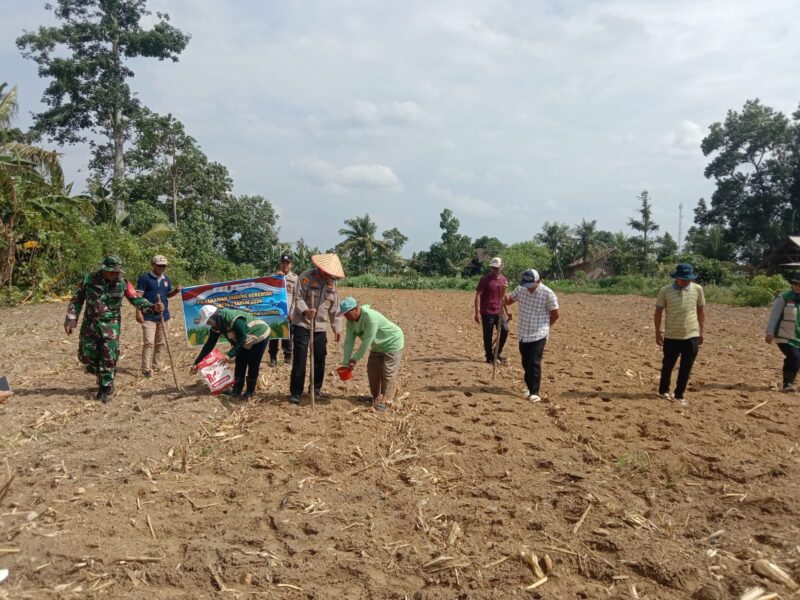 Kapolsek Buay Madang Timur Iptu Swisspo, bersama Babinsa, perangkat desa, dan masyarakat melaksanakan penanaman jagung serentak di Desa Tanjung Mas. 