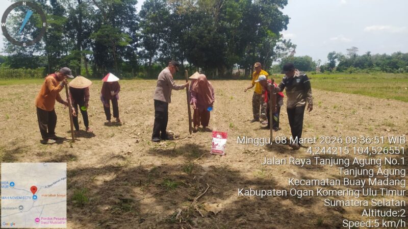 Personel Polsek Buay Madang Timur mendampingi petani di Desa Tanjung Agung dalam giat penanaman jagung hibrida RI Nusantara seluas 1 hektar. 