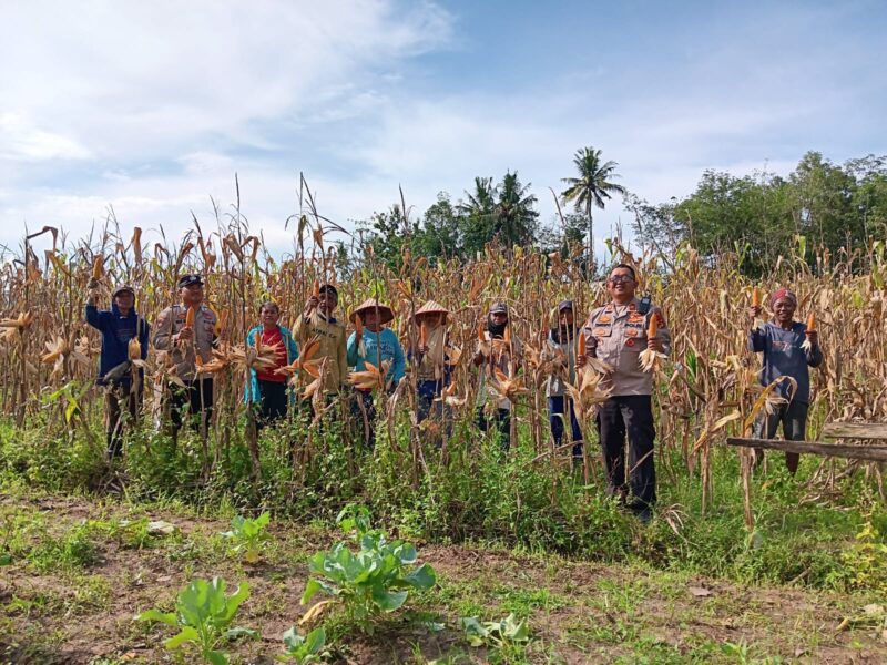 Kapolsek Buay Madang Timur IPTU Swisspo, bersama Bhabinkamtibmas dan warga Desa Gumuk Rejo melaksanakan Panen Jagung Kuartal I Tahun 2026 di lahan seluas 1 hektar. 