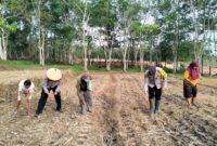 Kapolsek Buay Madang Timur IPTU Swisspo, bersama warga Desa Gumuk Rejo melaksanakan penanaman jagung hibrida dalam rangka mendukung Program Ketahanan Pangan Nasional Kuartal II Tahun 2026.