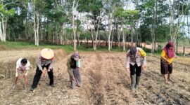 Kapolsek Buay Madang Timur IPTU Swisspo, bersama warga Desa Gumuk Rejo melaksanakan penanaman jagung hibrida dalam rangka mendukung Program Ketahanan Pangan Nasional Kuartal II Tahun 2026.