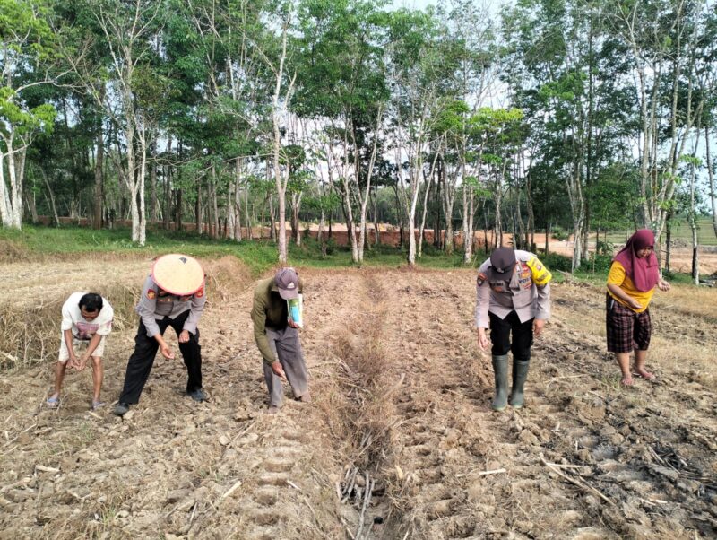 Kapolsek Buay Madang Timur IPTU Swisspo, bersama warga Desa Gumuk Rejo melaksanakan penanaman jagung hibrida dalam rangka mendukung Program Ketahanan Pangan Nasional Kuartal II Tahun 2026.