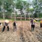 Kapolsek Buay Madang Timur IPTU Swisspo, bersama warga Desa Gumuk Rejo melaksanakan penanaman jagung hibrida dalam rangka mendukung Program Ketahanan Pangan Nasional Kuartal II Tahun 2026.