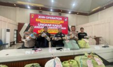 Polisi Ringkus 3 Hektar Ganja dan Ratusan Kilogram Hasil Panen