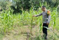 Bhabinkamtibmas Polsek Buay Madang Timur, Brigadir Tedy Heryadi, memeriksa kondisi tanaman jagung hibrida yang telah memasuki usia 90 hari di Desa Kedung Rejo, OKU Timur. 