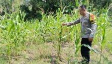 Bhabinkamtibmas Polsek Buay Madang Timur, Brigadir Tedy Heryadi, memeriksa kondisi tanaman jagung hibrida yang telah memasuki usia 90 hari di Desa Kedung Rejo, OKU Timur. 